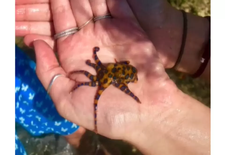 Pulpo de anillos azules