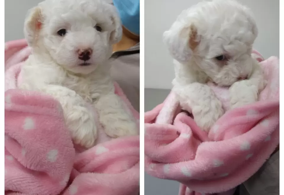Cachorrita Molly