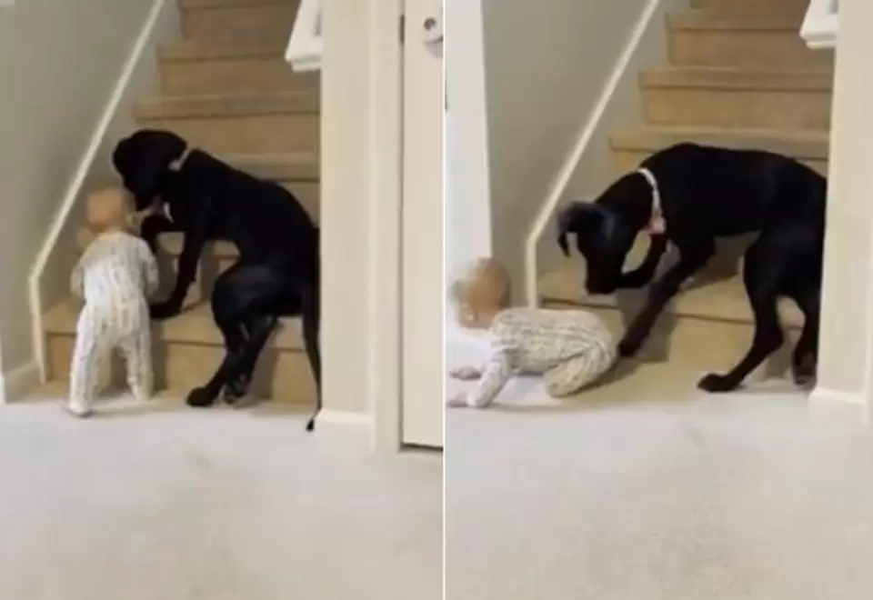 Perro impide paso a bebé en escaleras