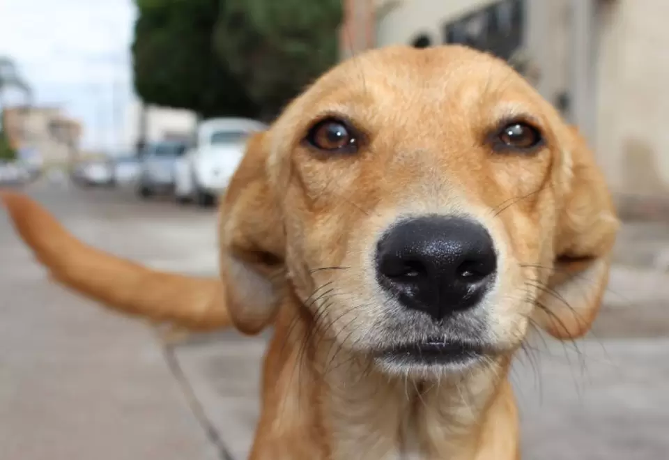 Maltrato animal, perro