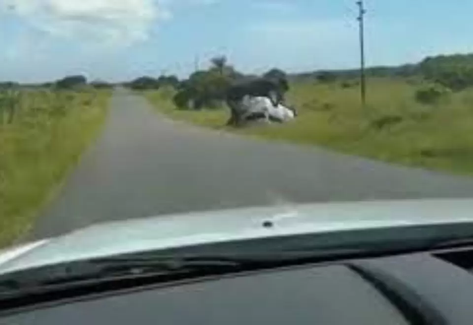 Elefante vuelva carro con familia a bordo video