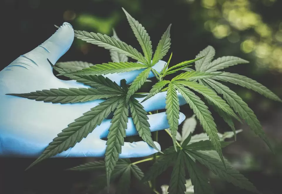 Cannabis