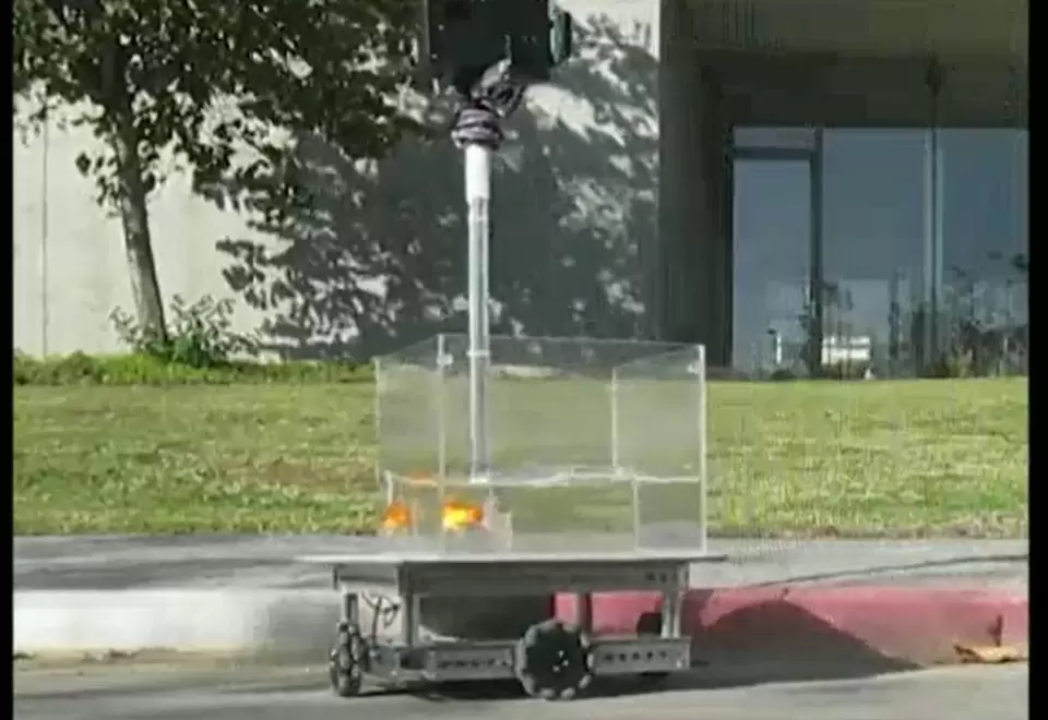 Pez dorado manejando