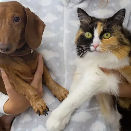 Cuidado de perros y gatos