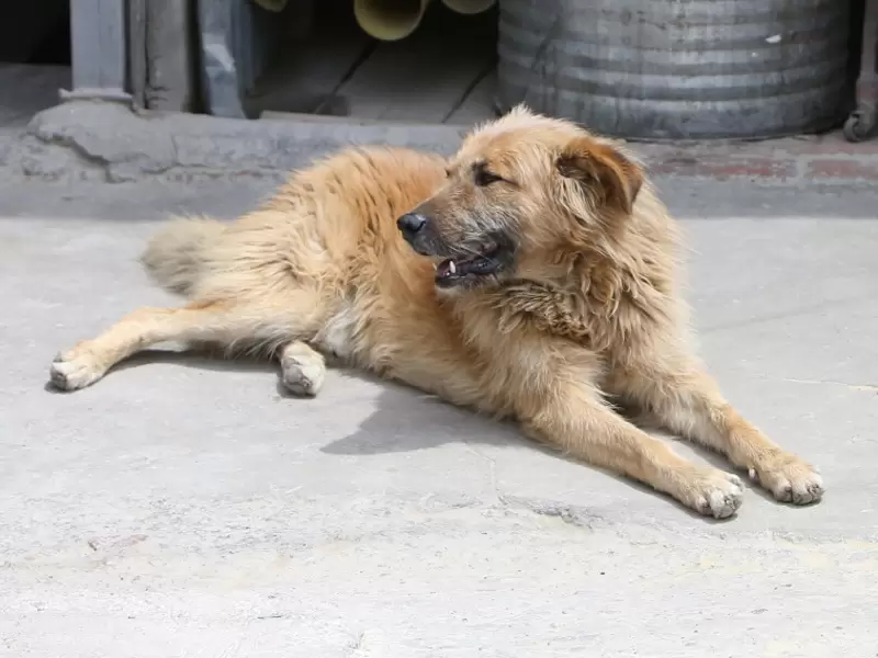 Perros callejeros en Ciudad Bolívar, Bogotá Perros callejeros en Ciudad Bolívar, Bogotá