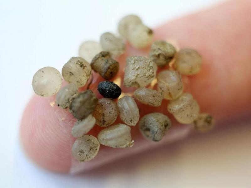Se analiza ahora el impacto del microplasticos en los seres humanos.