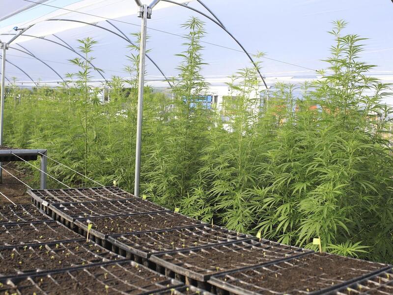 Zona de cultivos de cannabis medicinal