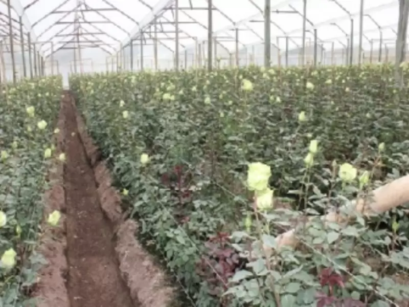 Cultivo Flores