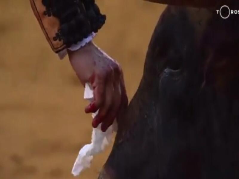 Torero limpia lagrimas de toro antes de darle su ultima estocada Toro