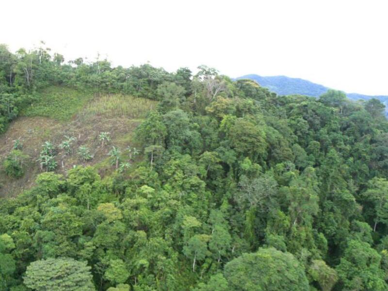 En el último año, la deforestación aumentó en un 23% en el país.