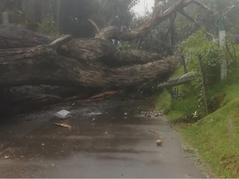 Caida de árbol en vía Calatrava en Suba