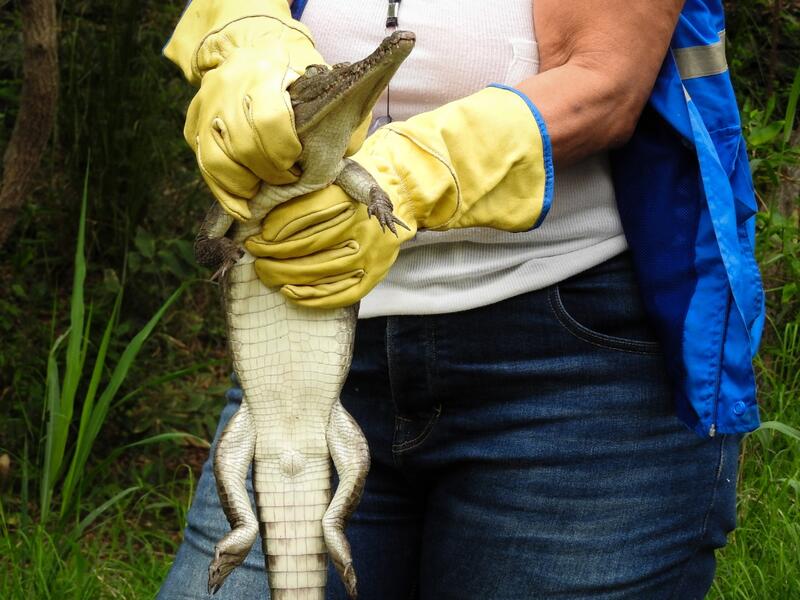 Cría de cocodrilo aguja.