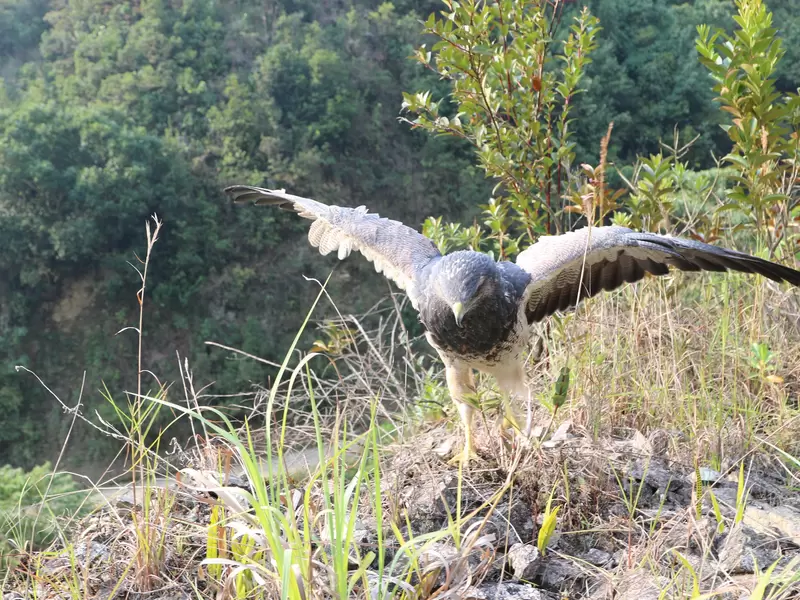 Aguila de páramo.