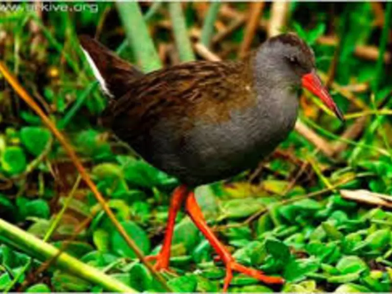 Aves migratorias