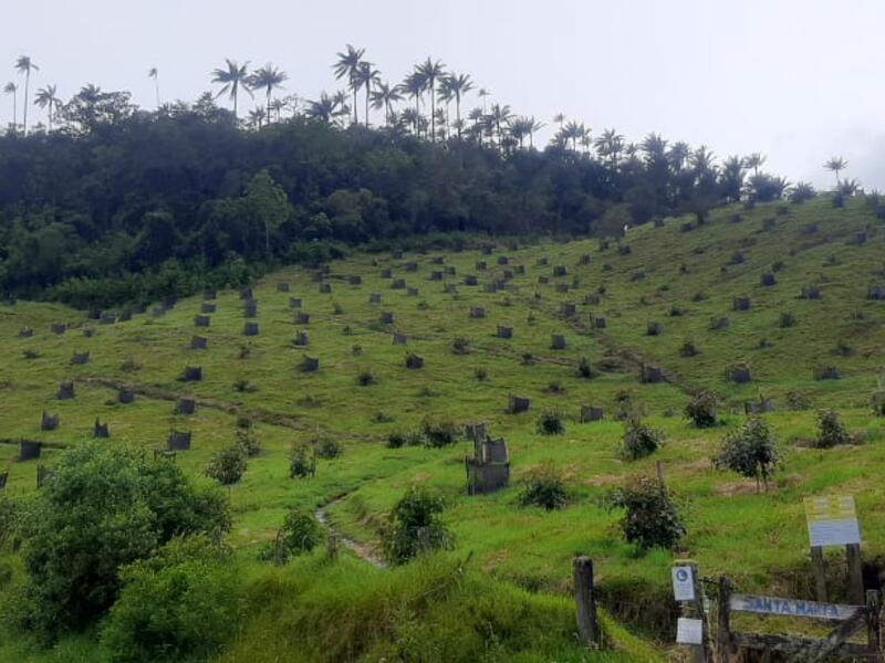 Palmas de Cera y Aguacate Hass vía al Páramo Barragán - Chilí en Pijao, Quindío
