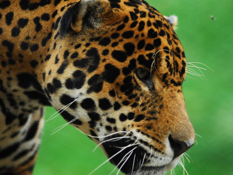 JAGUAR JAGUAR