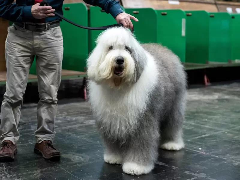 En imágenes] perro pastor inglés, en peligro de extinción