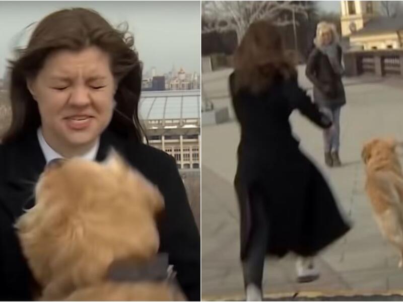 Perro roba micrófono