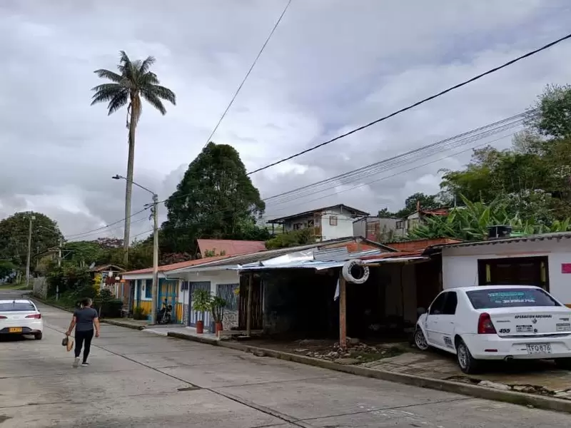 Salento es la cuna de la palma de cera, el árbol nacional de Colombia