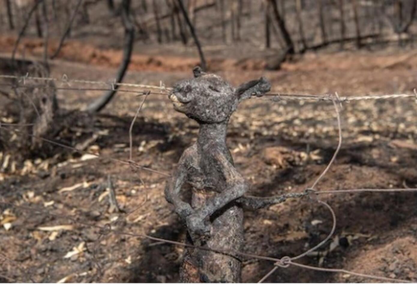 Incendios en Australia.