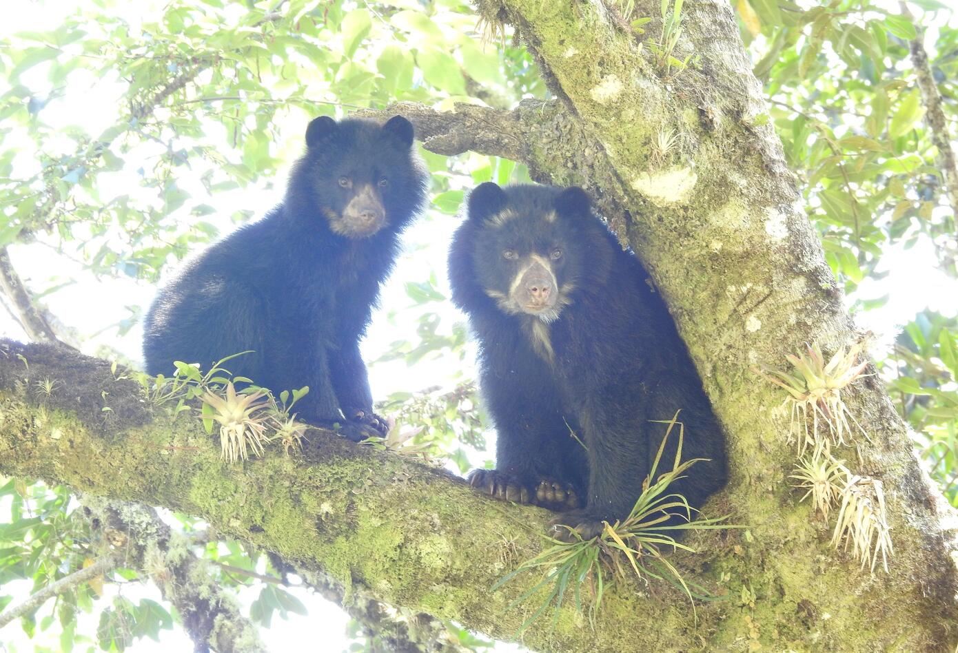 Osos de Anteojos en el Huila