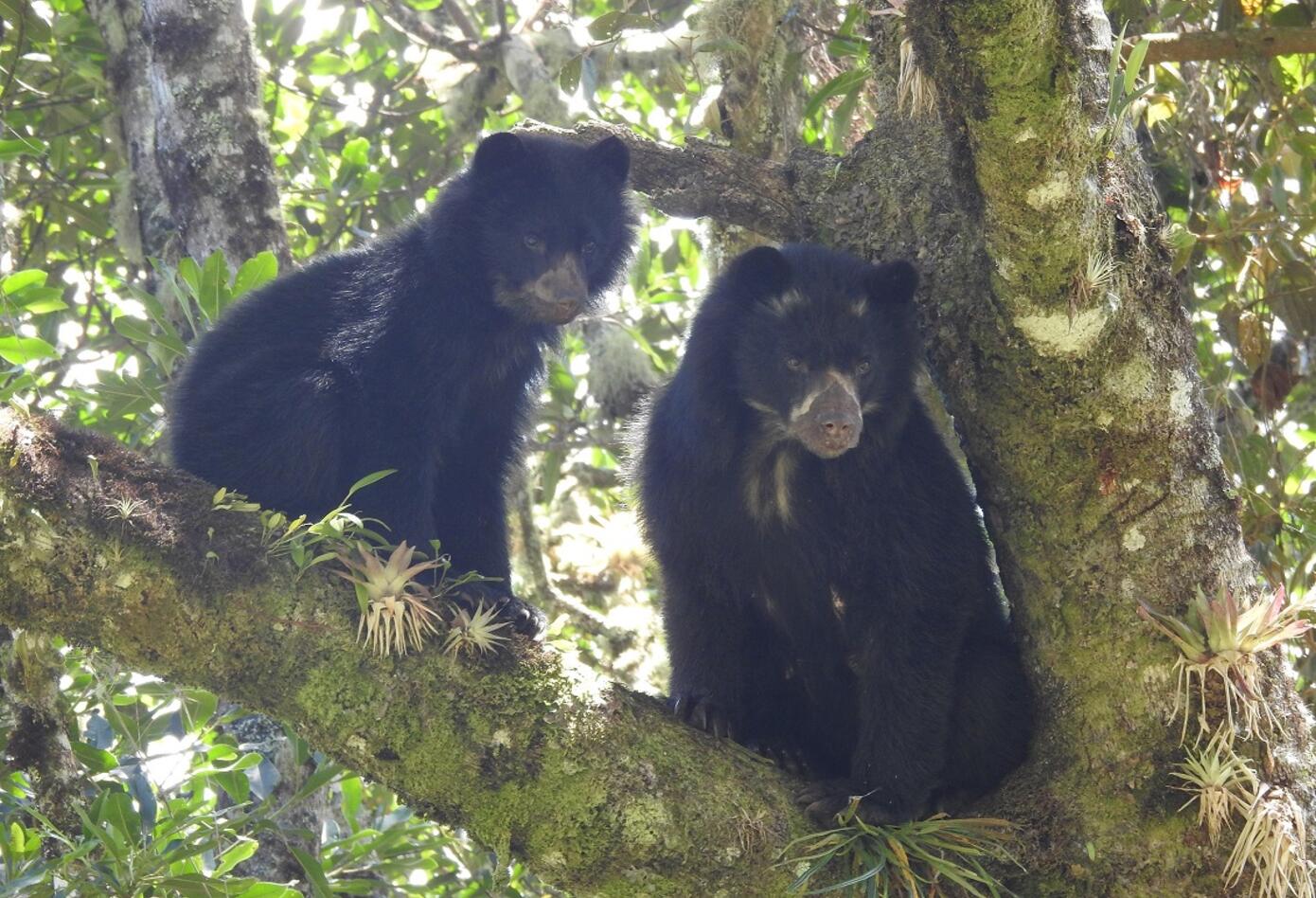 Osos de Anteojos en el Huila
