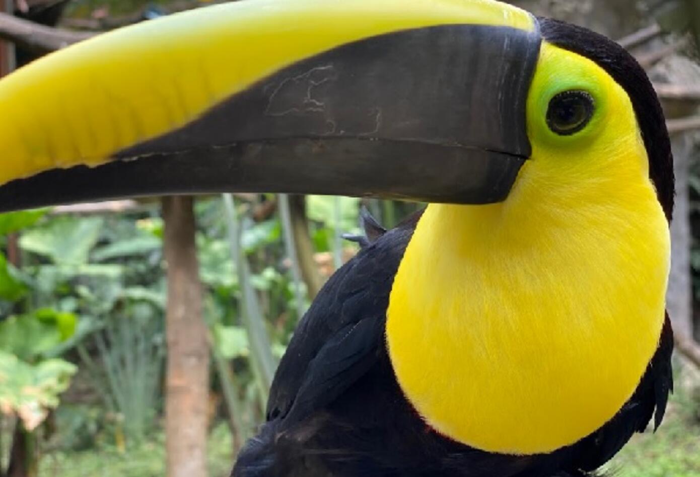Animales en zoológico.
