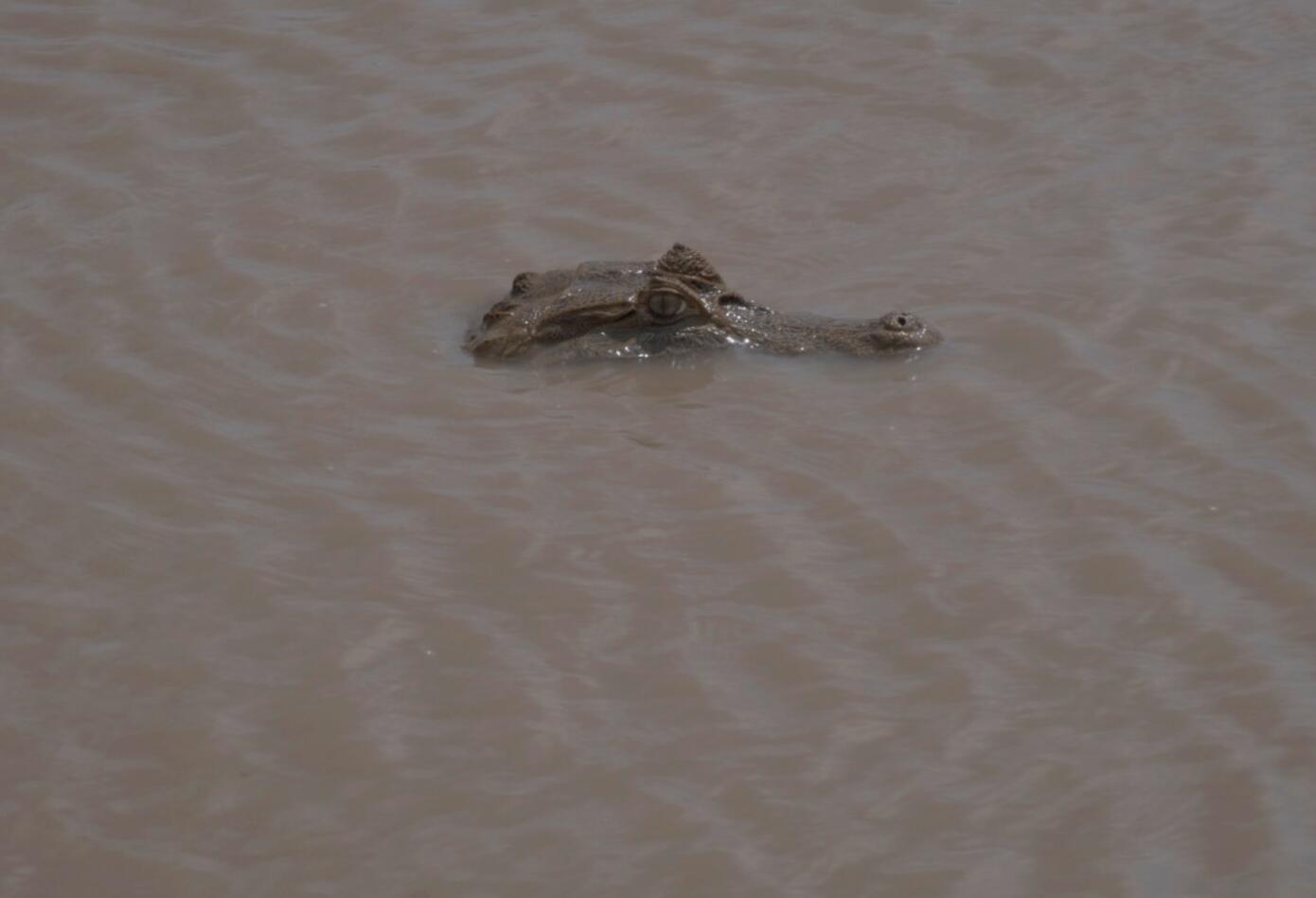 Babilla en Casanare.