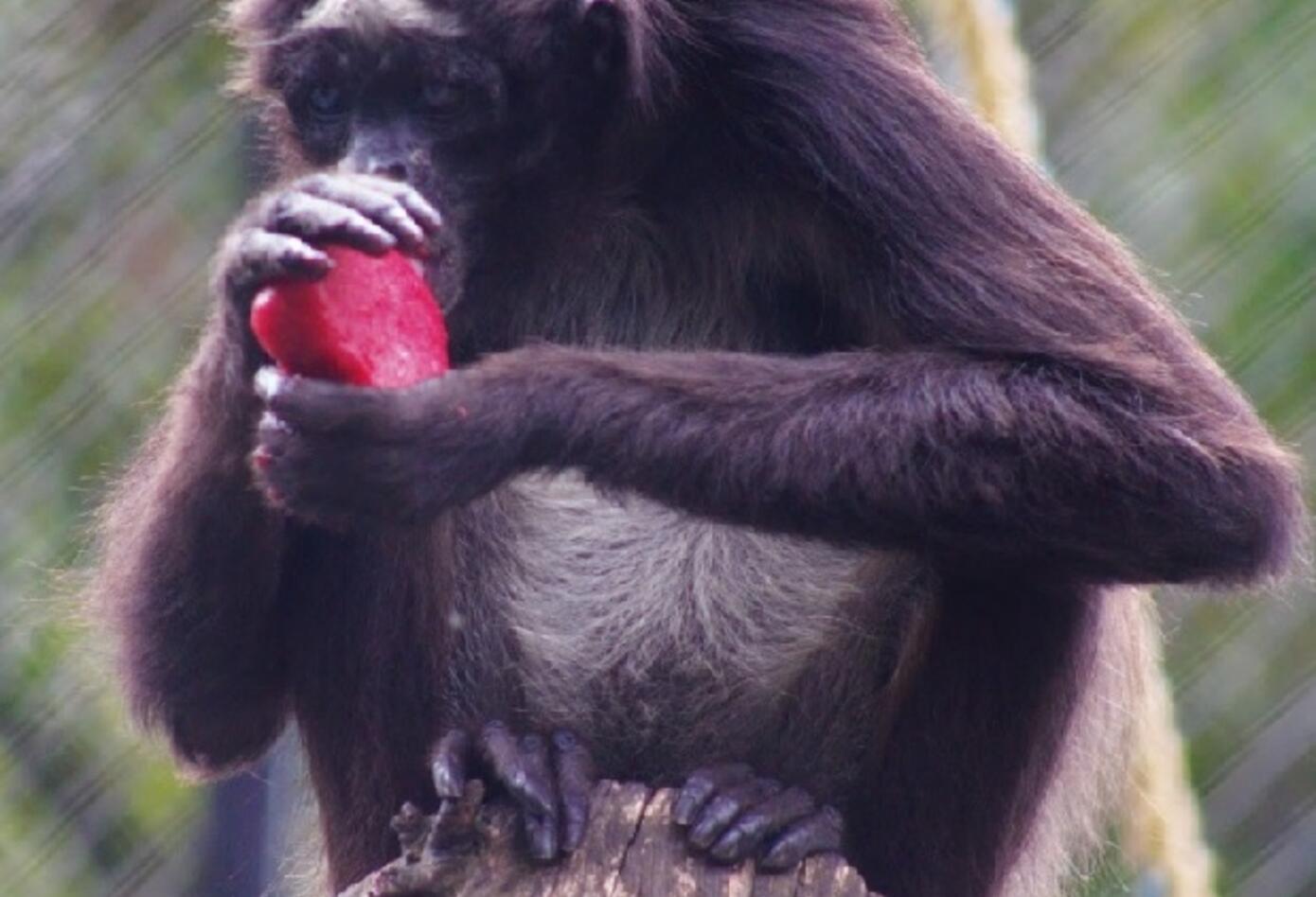 Animales en zoológico.