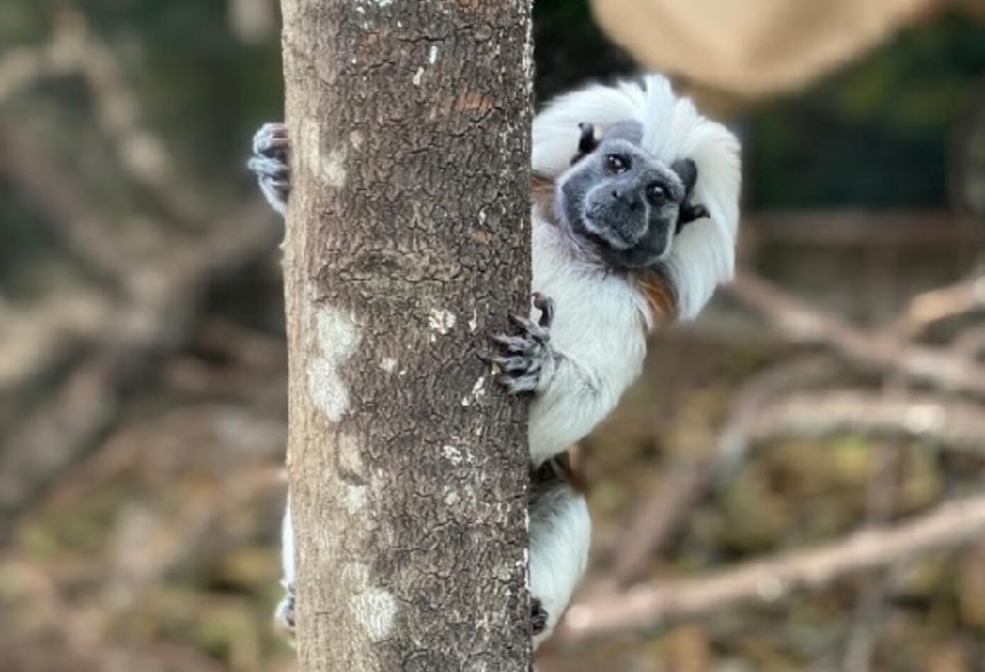 Animales en zoológico.