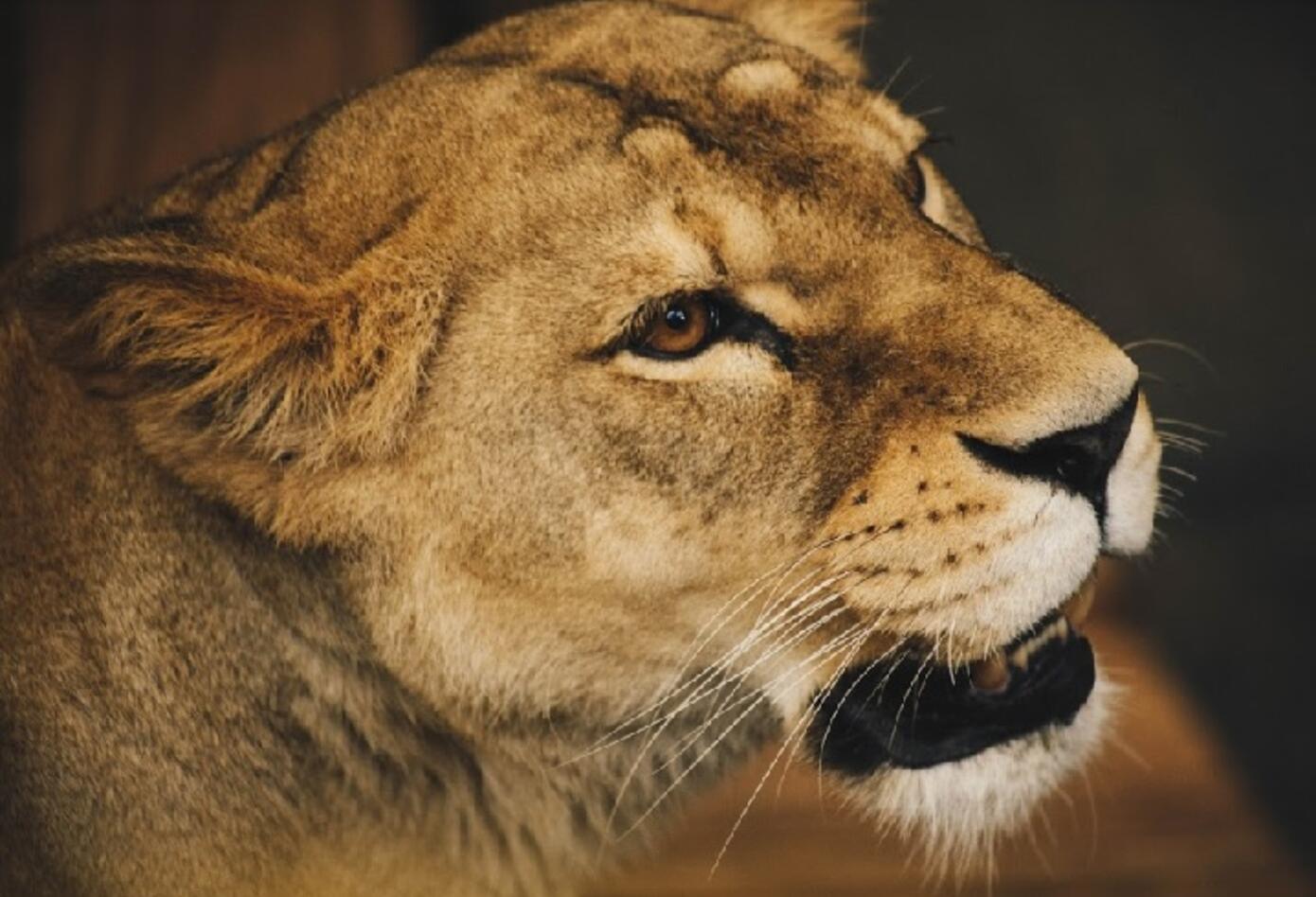 Animales en zoológico.