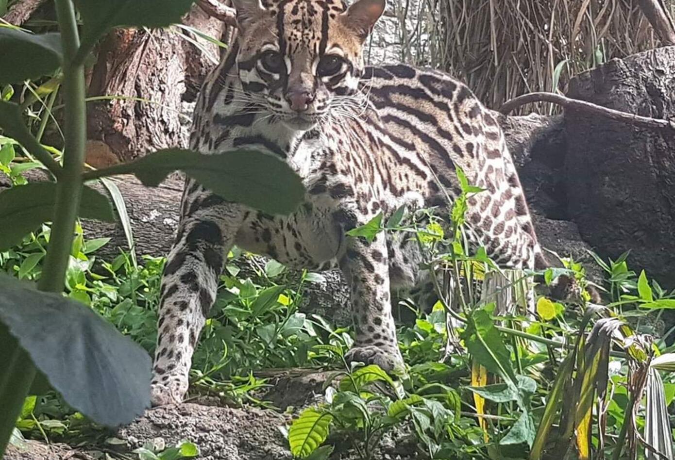 Animal silvestre en Bioparque.
