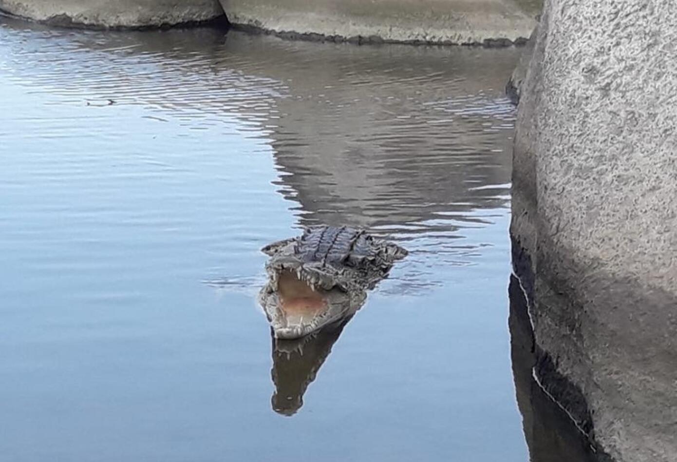 Caimán Aguja en Parque Tayrona.