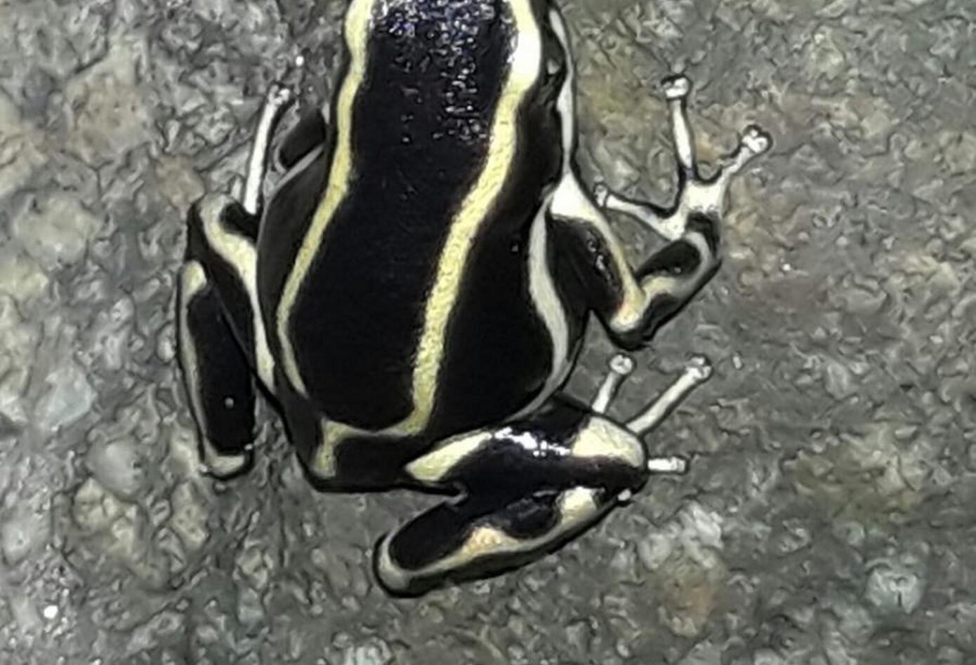 Una de las especies de rana más pequeñas en Colombia.