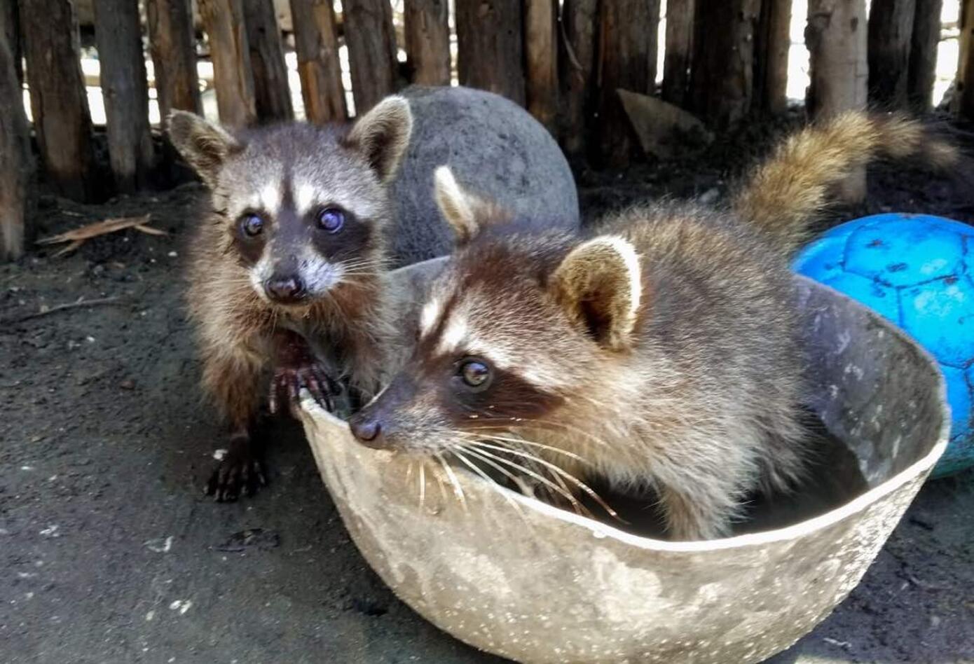 Mapache- zorra.