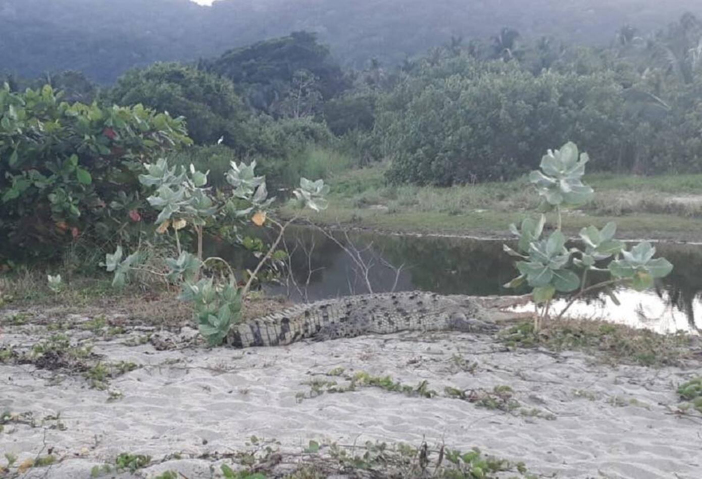 Caimán aguja en Parque Tayrona.