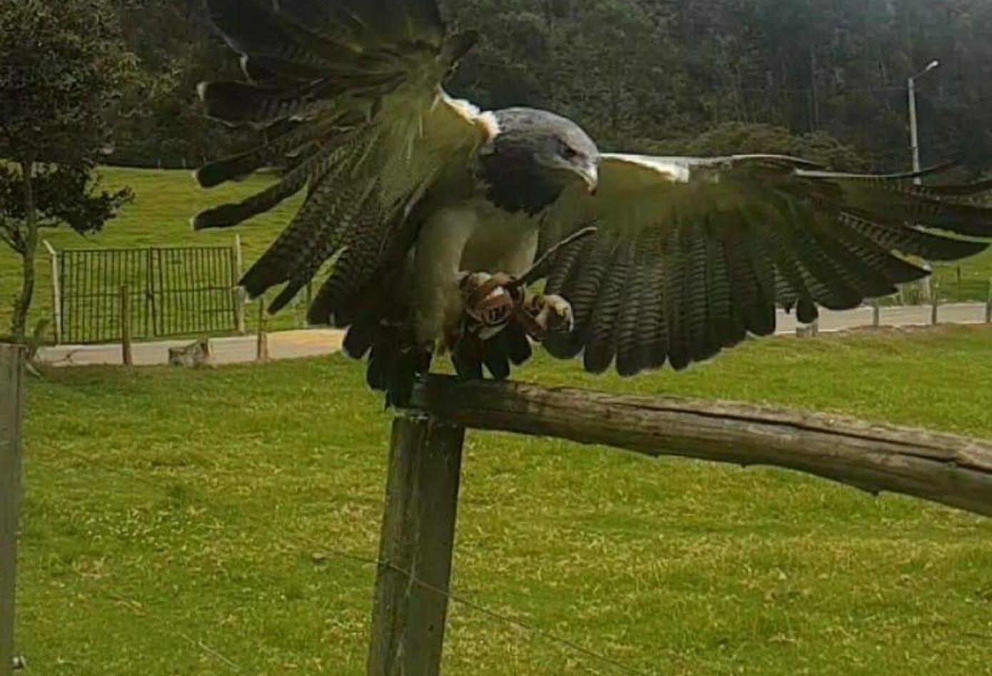 Animal silvestre en Bioparque.