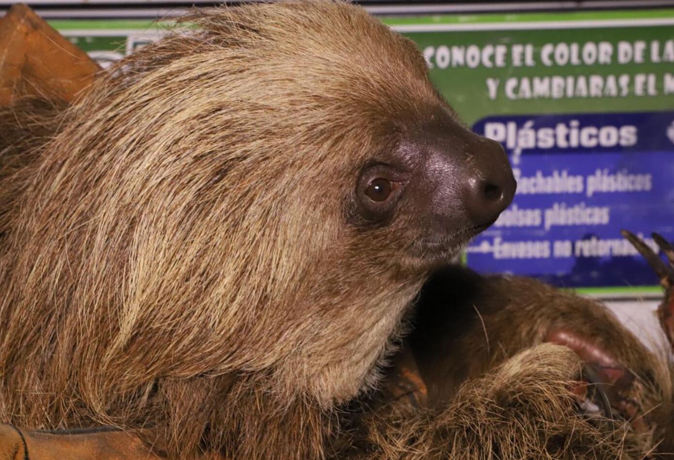 Campesinos rescatan a oso perezoso al que le arrancaron las garras