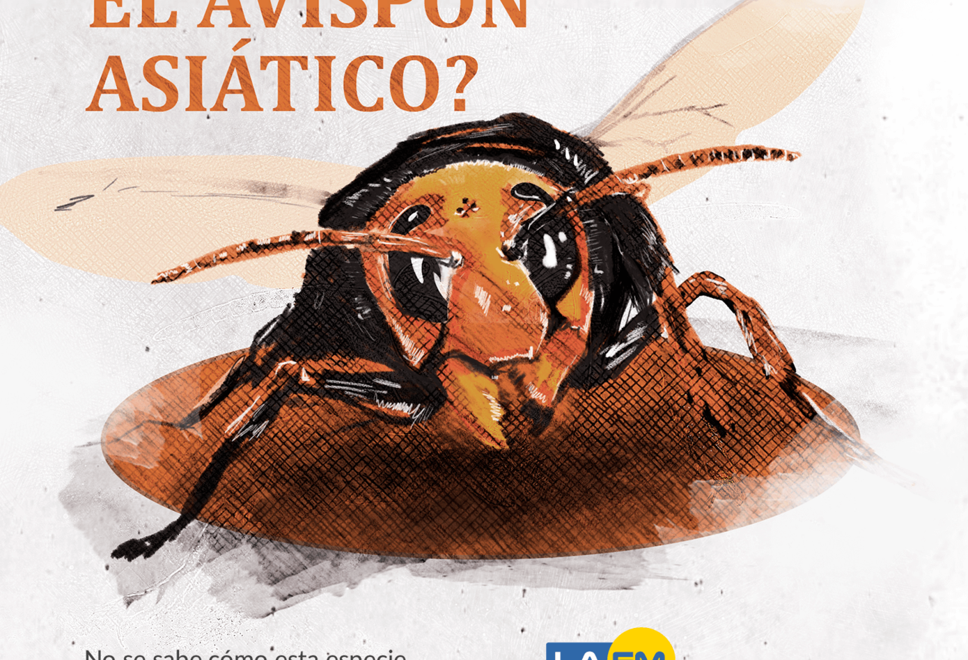 Infografía avispón asesino