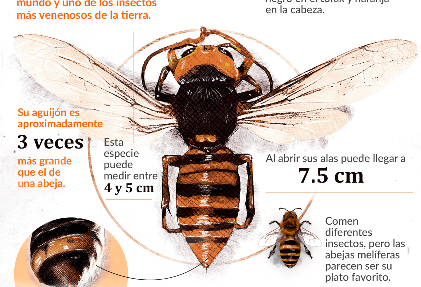 Infografía avispón asesino