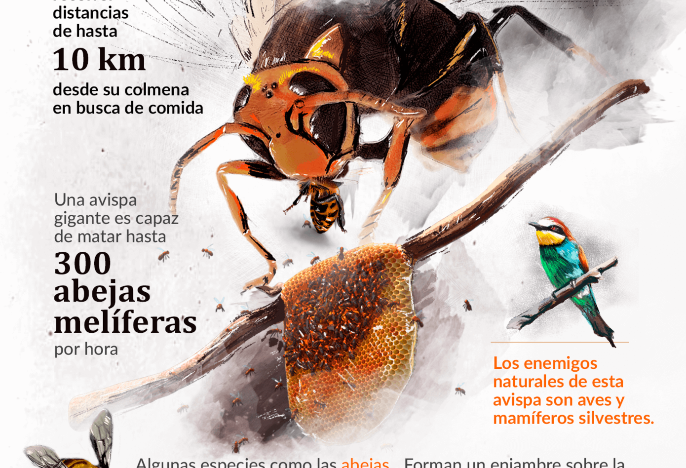 Infografía avispón asesino
