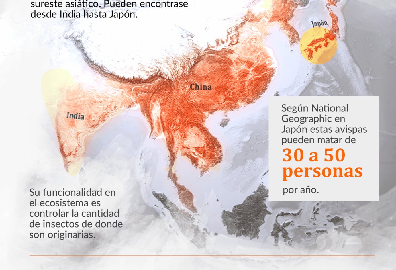 Infografía avispón asesino