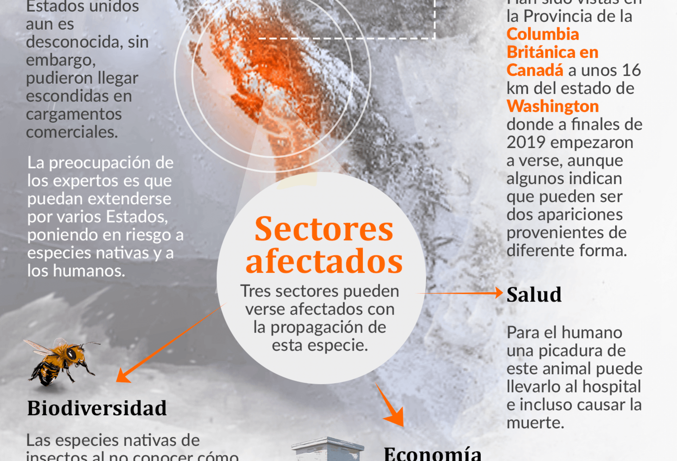 Infografía avispón asesino