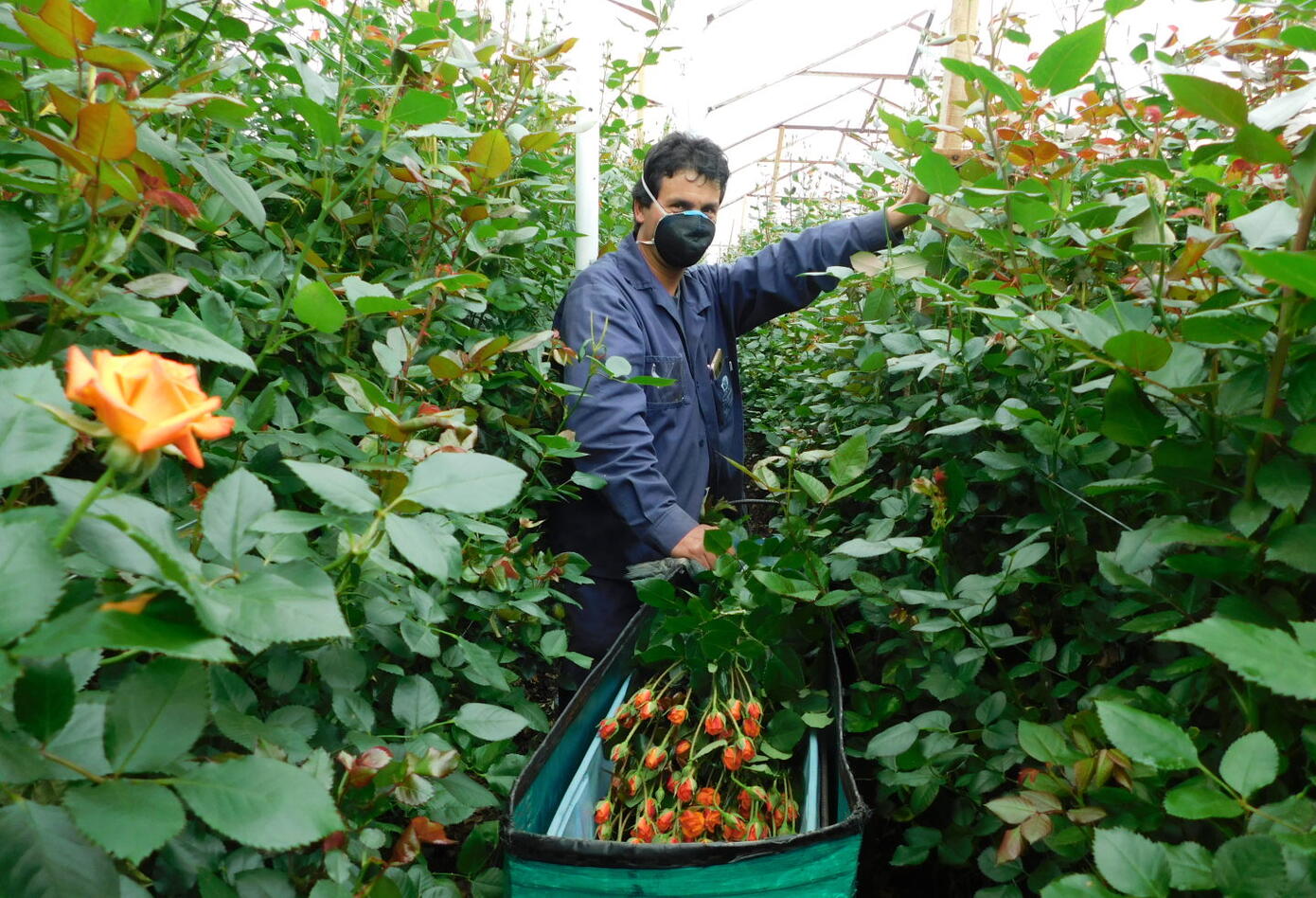 Lenin Suabelandia, cultivador de flores.