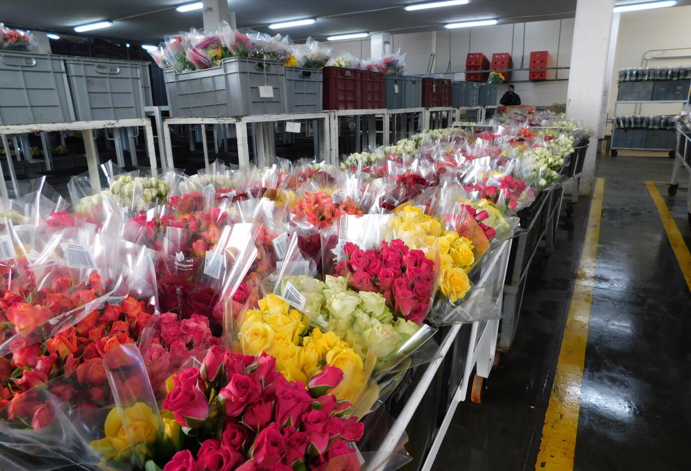 Flores colombianas exportadas a Estados Unidos.