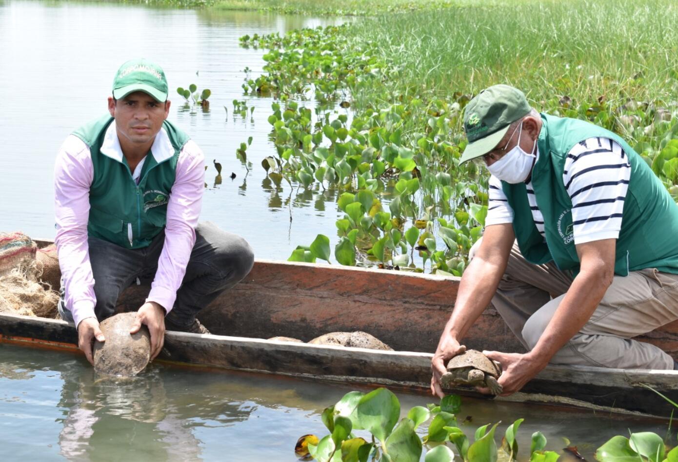 Liberación de tortugas hicoteas en La Mojana.