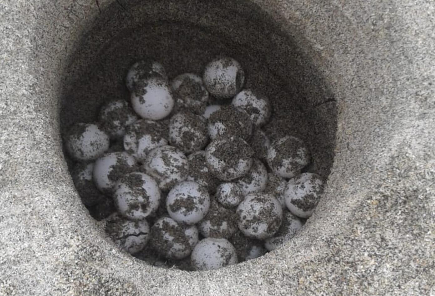 Nido de tortugas