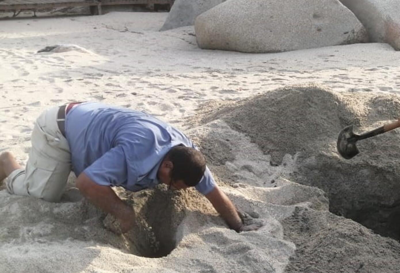 Nido de tortugas 1