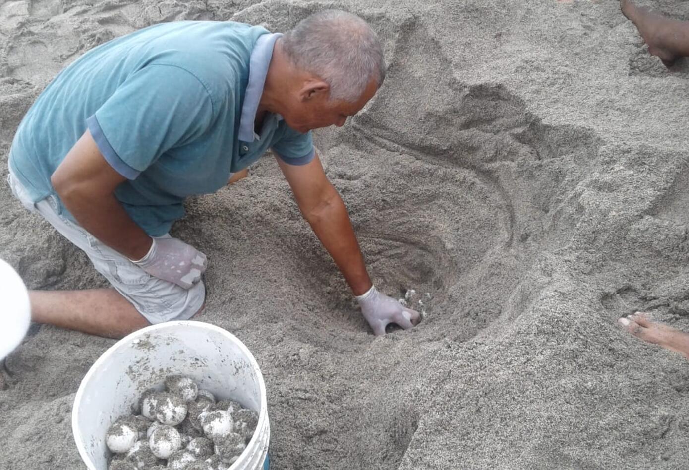 Nido de tortugas 3