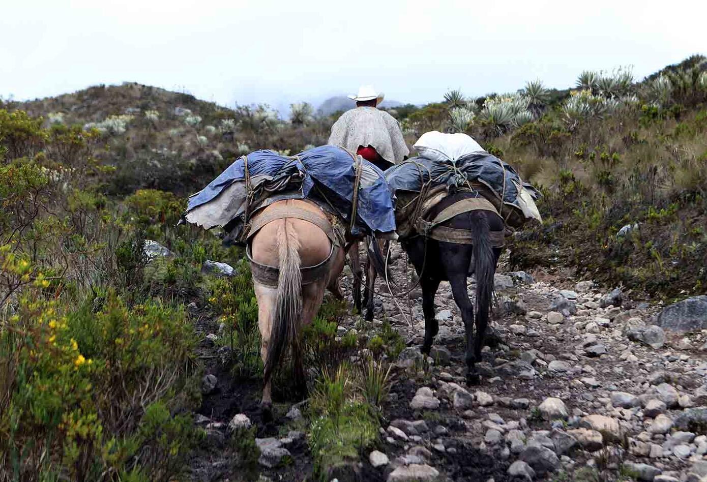 Testimonios de las mujeres campesinas que sufrieron la guerra en el Meta
